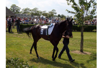 COURSES HIPPIQUES