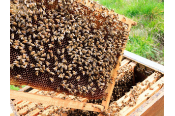 Découverte du terroir: rucher de la forêt d'Andaine