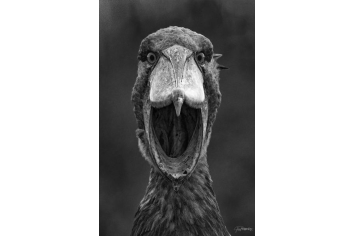 Exposition de photographies de Jean-Philippe Borg